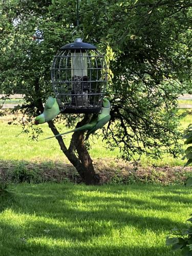 Frei fliegende Papageien im Garten