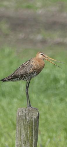 Uferschnepfe hat uns in NL begrüßt